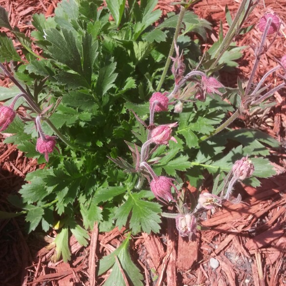 Plant image Geum triflorum