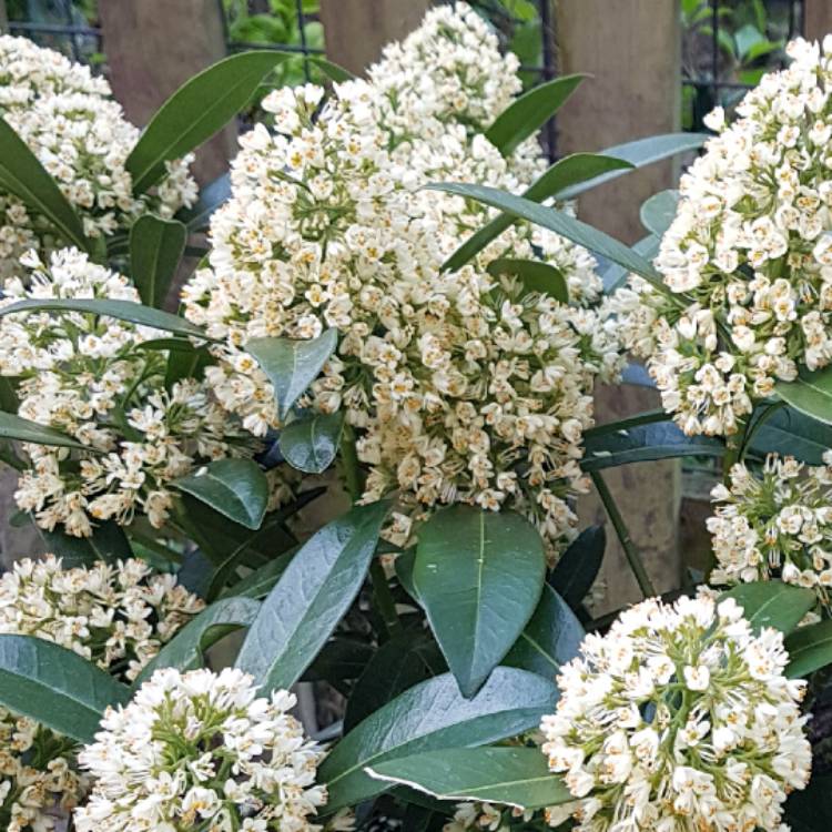 Plant image Skimmia x confusa 'Kew Green'