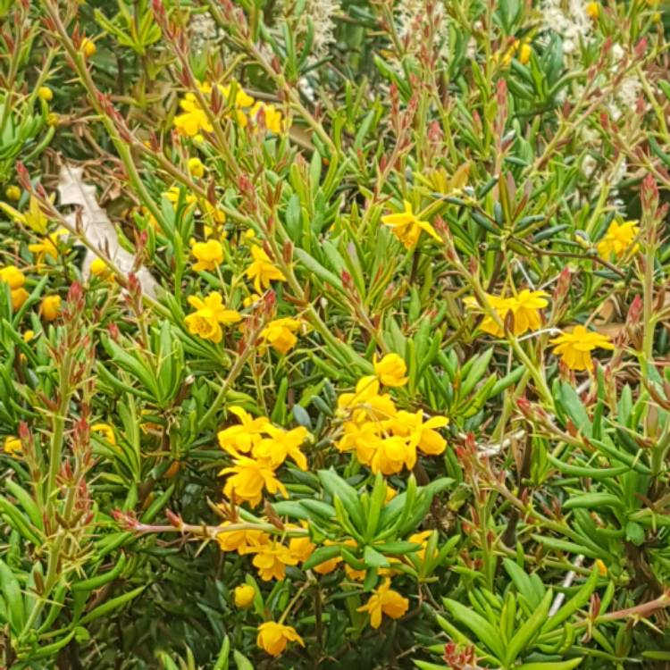 Plant image Berberis x stenophylla 'Crawley Gem'