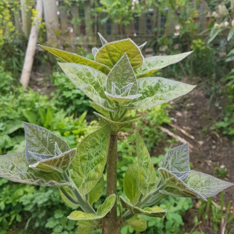 Plant image Paulownia tormentosa