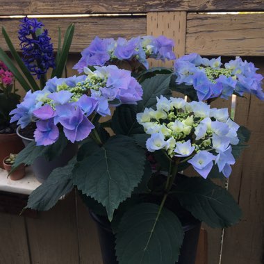 Hydrangea