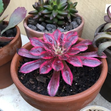 Aeonium Mardi Gras