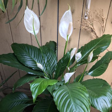 Spathiphyllum 'Mauna Loa'