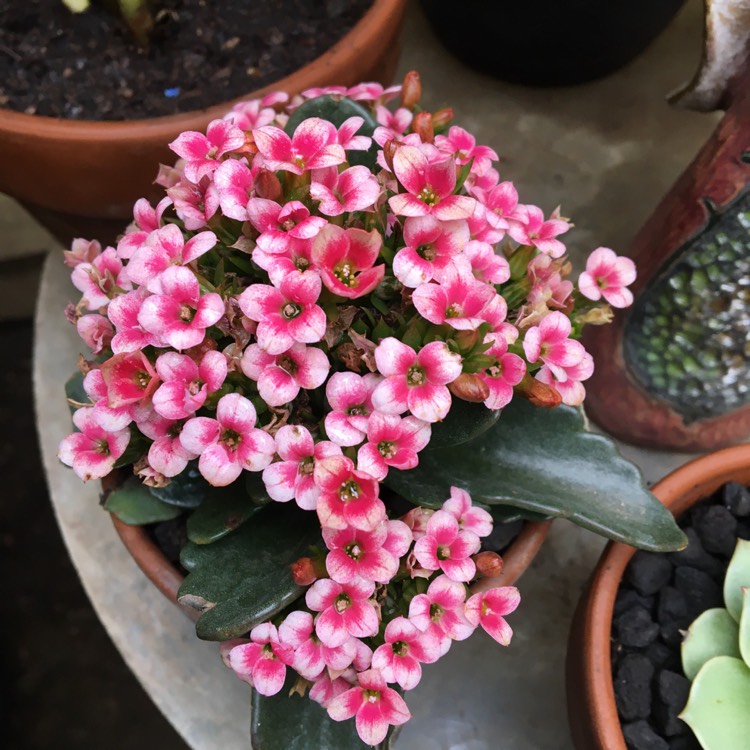 Plant image Kalanchoe Blossefeldiana