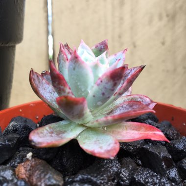 Echeveria Elegans x Violet Queen