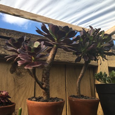 Aeonium Cyclops