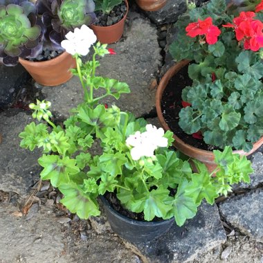 Pelargonium 'Grandeur White' (Ivy Leaved Grandeur Series)