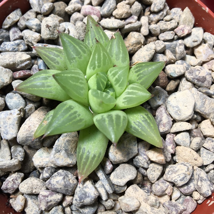 Plant image Haworthia mirabilis var. Badia Shuten Douji