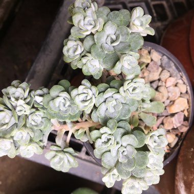 Sedum 'Cape Blanco'