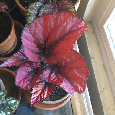 Begonia (Rex Cultorum Group) 'Harmony's Red Robin' syn. Begonia rex 'Harmony's Red Robin'