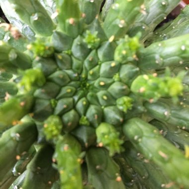 Euphorbia Flanaganii