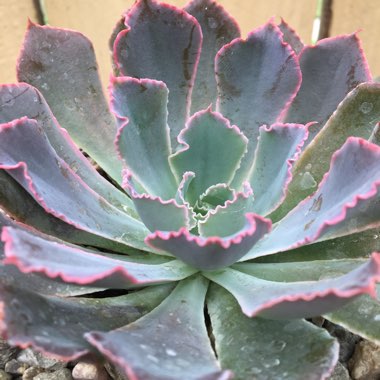 Echeveria Shaviana Pink Frills