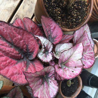 Begonia (Rex Cultorum Group) 'Harmony's Red Robin' syn. Begonia rex 'Harmony's Red Robin'