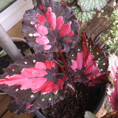 Begonia (Rex Cultorum Group) 'Christmas Curl' syn. Begonia rex 'Christmas Curl'