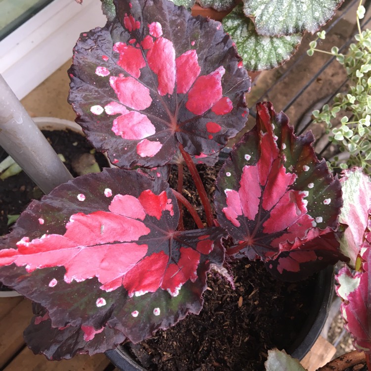 Plant image Begonia (Rex Cultorum Group) 'Christmas Curl' syn. Begonia rex 'Christmas Curl'