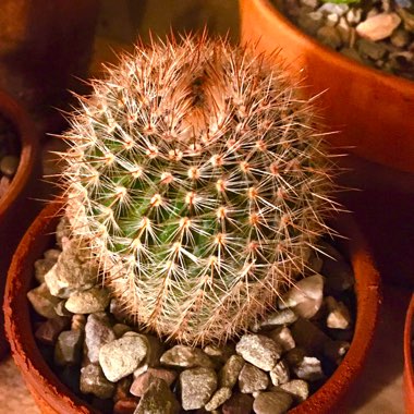 Mammillaria spinosissima f. rubrispina