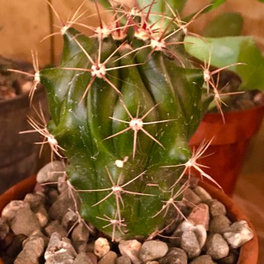 Ferocactus Lindsayi