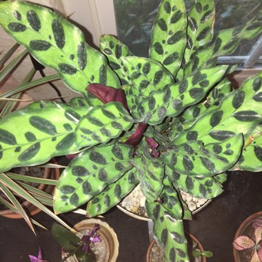 Calathea lancifolia