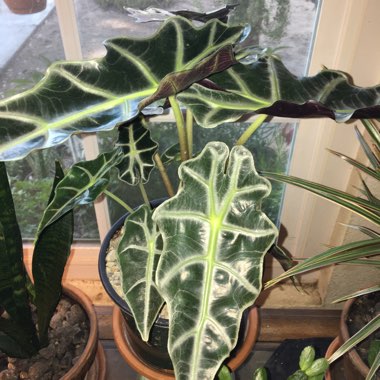 Alocasia x amazonica 'Polly'