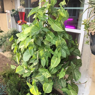 Syngonium podophyllum 'White Butterfly'