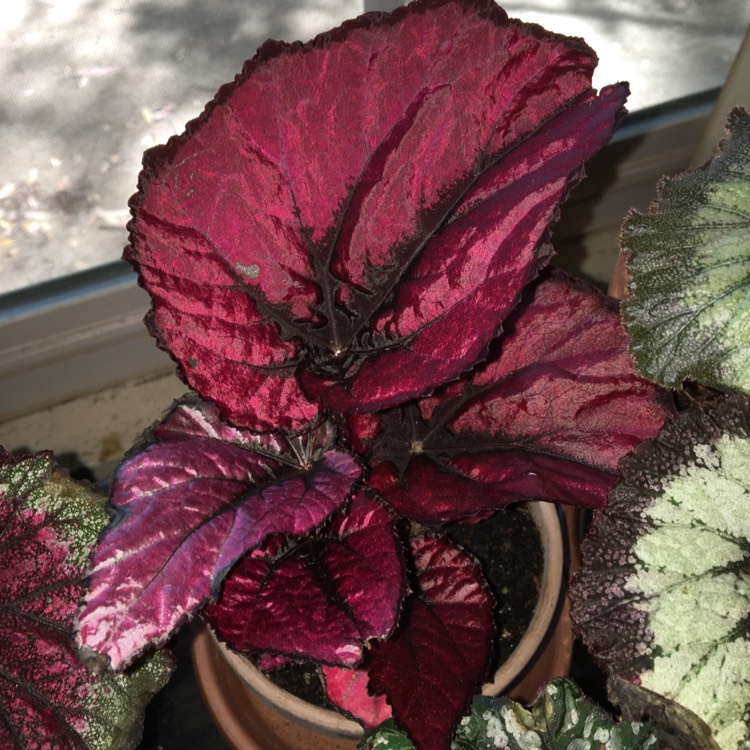 Plant image Begonia (Rex Cultorum Group) 'Harmony's Red Robin' syn. Begonia rex 'Harmony's Red Robin'