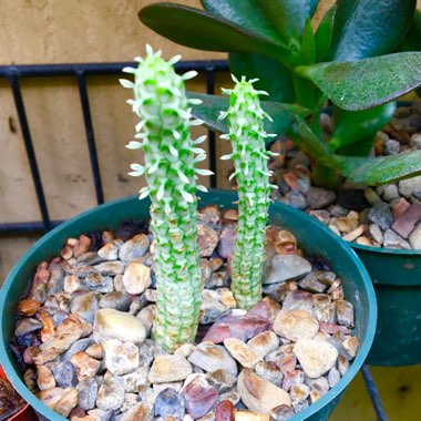 Euphorbia Mammillaris