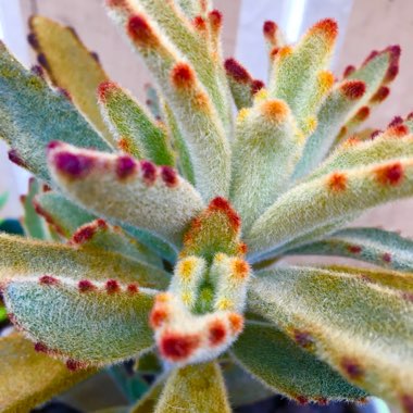 Kalanchoe Tomentosa 'Chocolate Soldier'