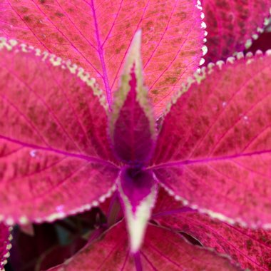 Solenostemon scutellarioides 'Dipt In Wine' (ColorBlaze Series)