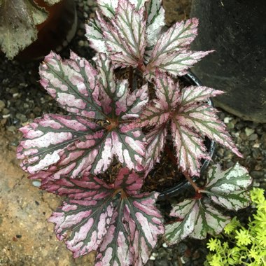 Begonia 'Garden Angel Plum'