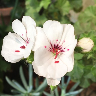 Pelargonium 'Grandeur White' (Ivy Leaved Grandeur Series)