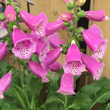 Digitalis purpurea 'Dalmatian Purple'