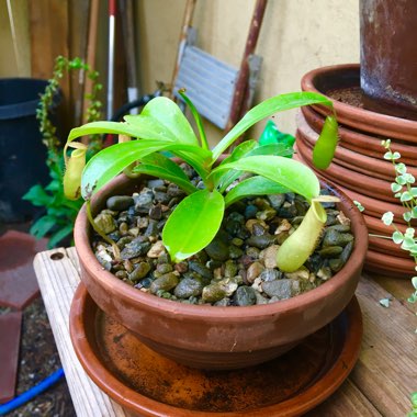 Nepenthes ventrata x