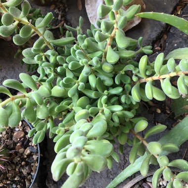 Crassula rogersii Variegated