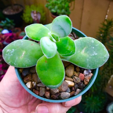 Crassula cotyledonis