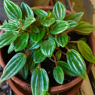 Peperomia caperata 'Rosso'