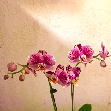 Phalaenopsis