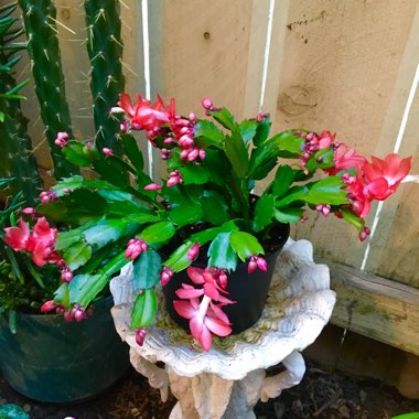 Schlumbergera truncata Rio Brazil