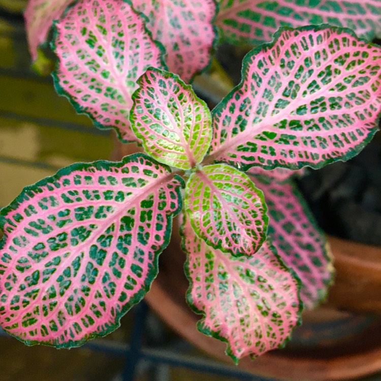 Plant image Fittonia Albivenis  'Frankie'