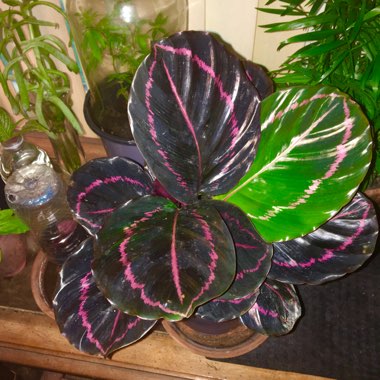 Calathea roseopicta 'Dottie'