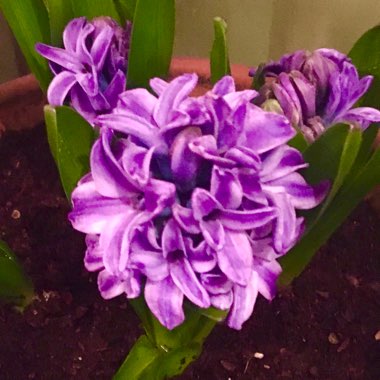 Hyacinthus orientalis 'Blue Jacket'