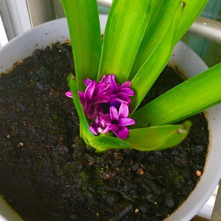 Plant image Hyacinthus orientalis 'Amethyst'