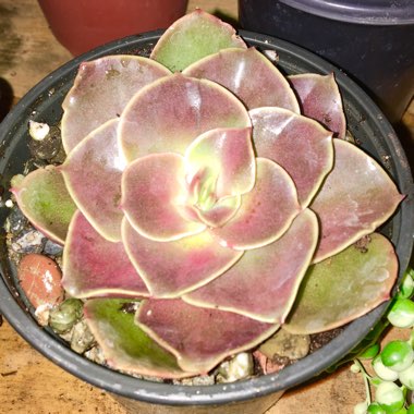 Echeveria Fireglow