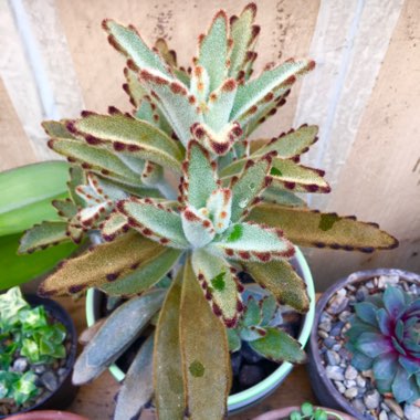 Kalanchoe Tomentosa 'Chocolate Soldier'