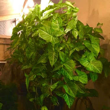 Syngonium podophyllum 'White Butterfly'