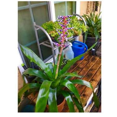 Aechmea 'Del Mar'