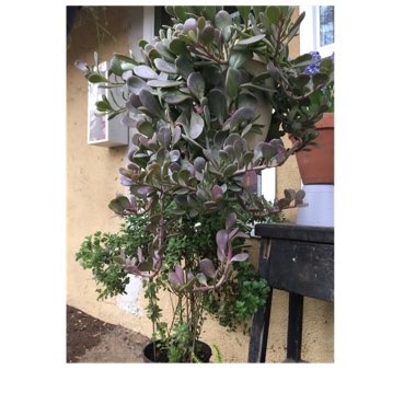 Senecio Jacobsenii Variegata