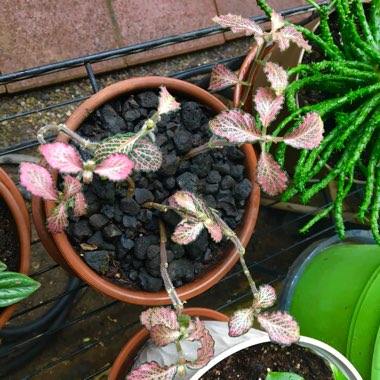 Fittonia Albivenis  'Frankie'