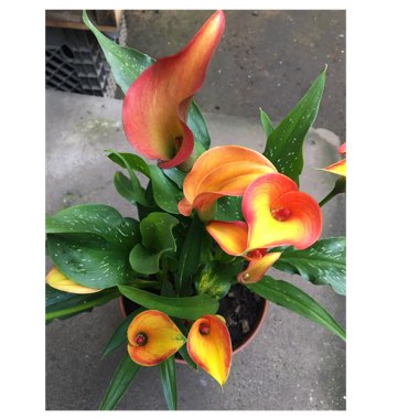 Zantedeschia 'Sunrise'