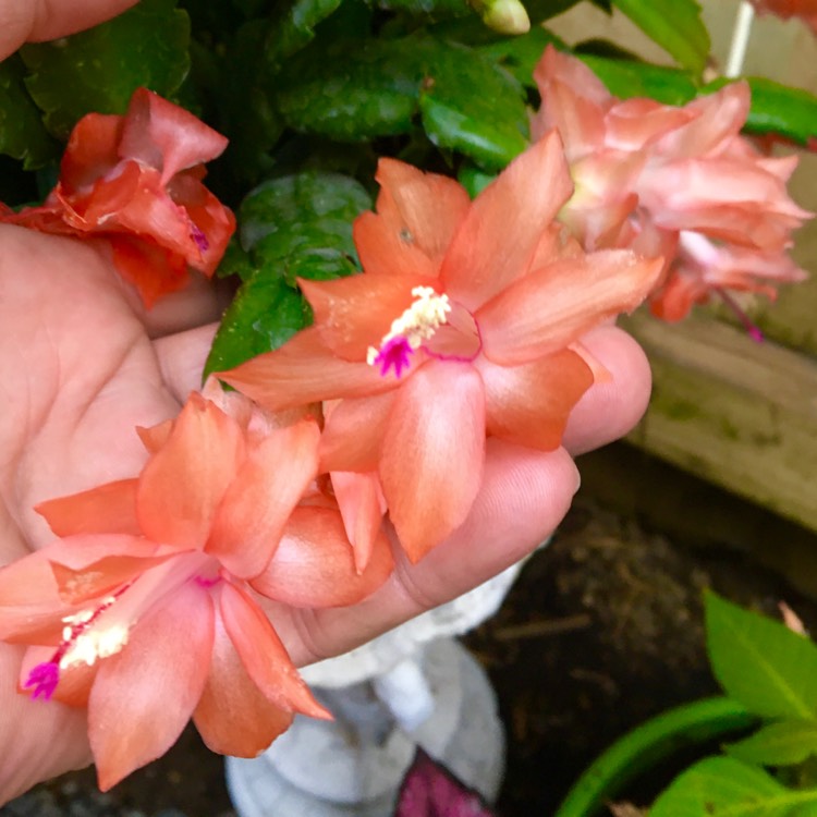 Plant image Schlumbergera truncata Peach Parfait