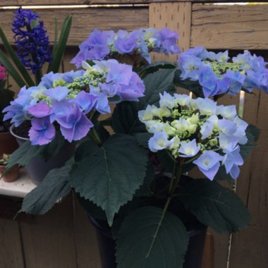 Hydrangea